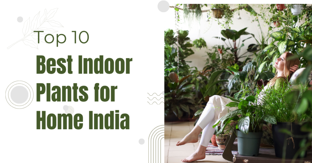 Best Indoor Plants for Home India