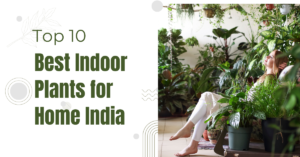 Best Indoor Plants for Home India